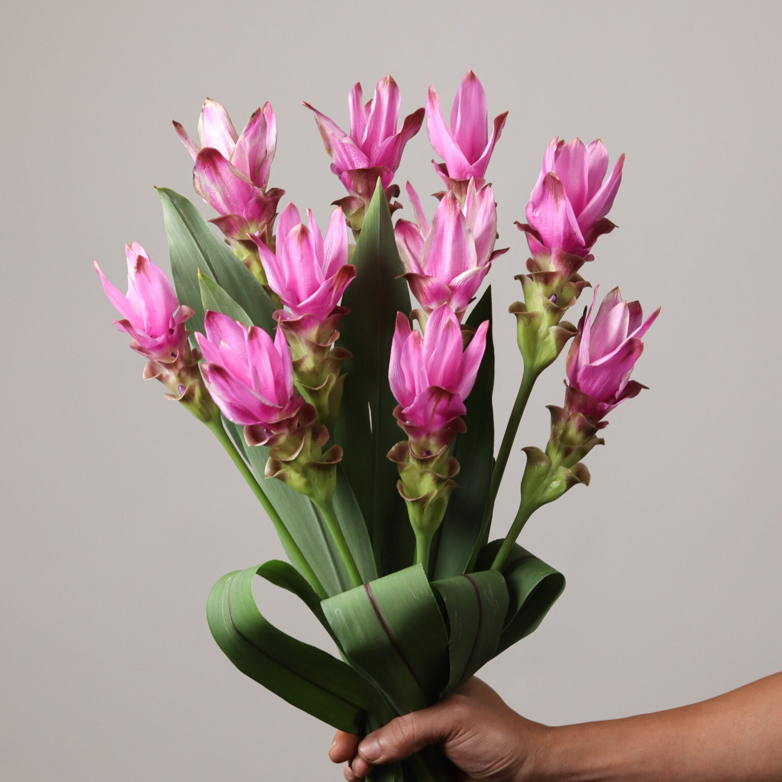 Pink Curcuma Flowers Mayflower Studio