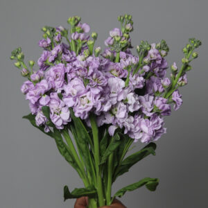 Lavender Whisper Matthiola