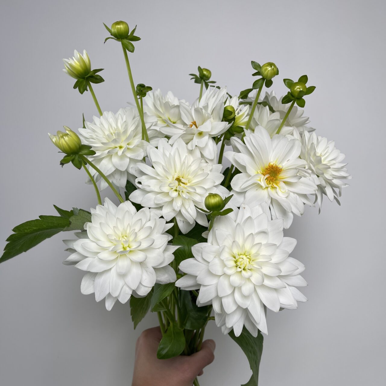 white-dahlias-mayflower-studio