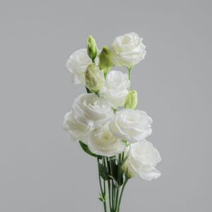 Lisianthus White