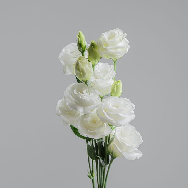 Lisianthus White