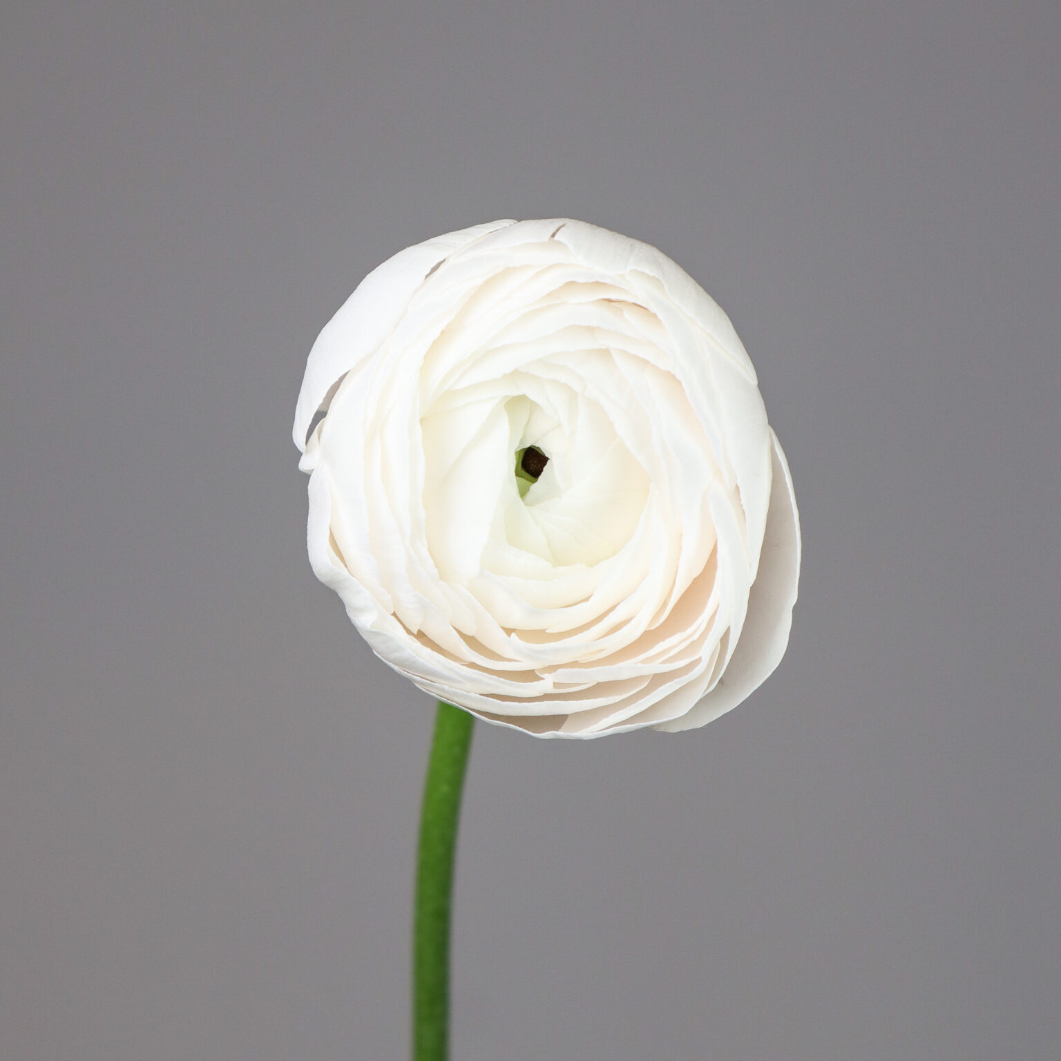 Ranunculus Cloni Hanoi Mayflower Studio