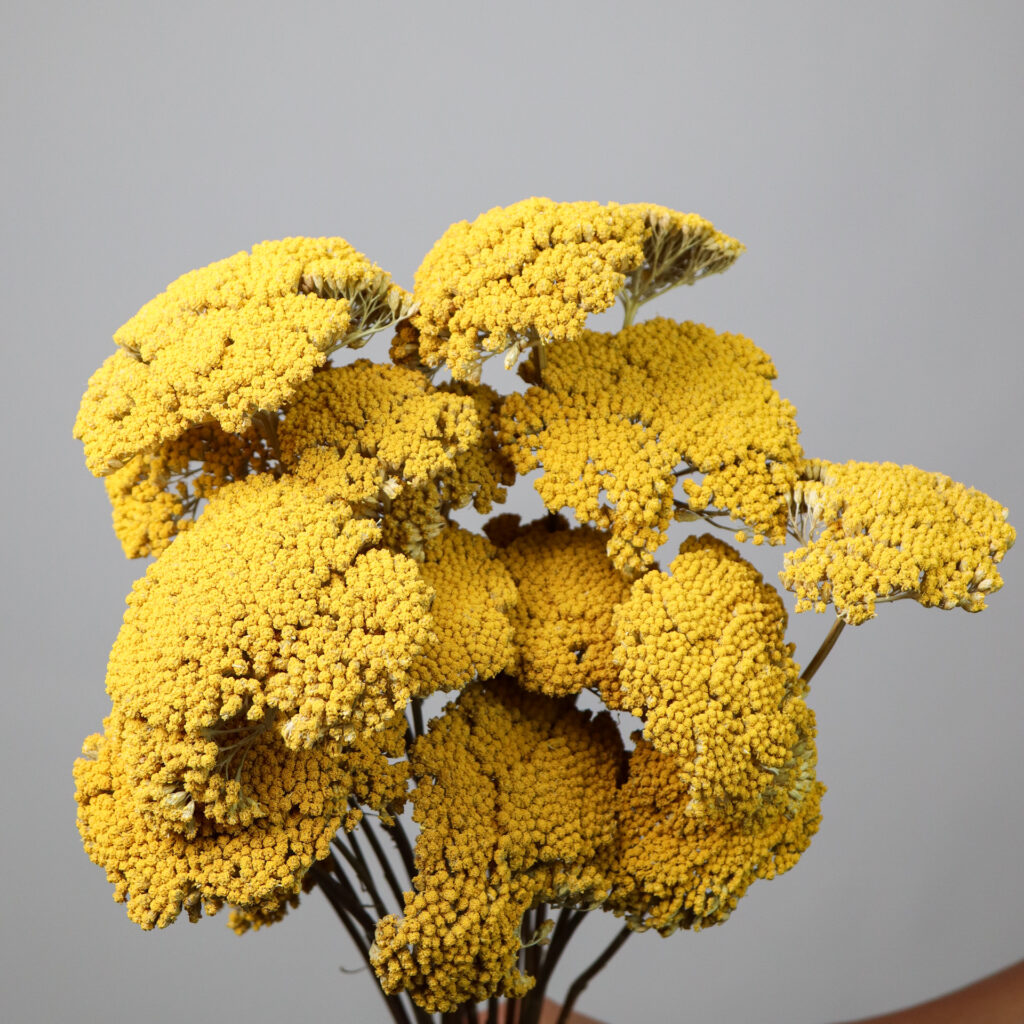 Achillea Yellow (Dried) Mayflower Studio