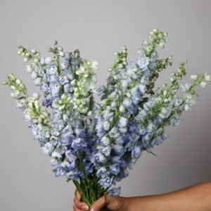 Delphinium Guardian Lavender