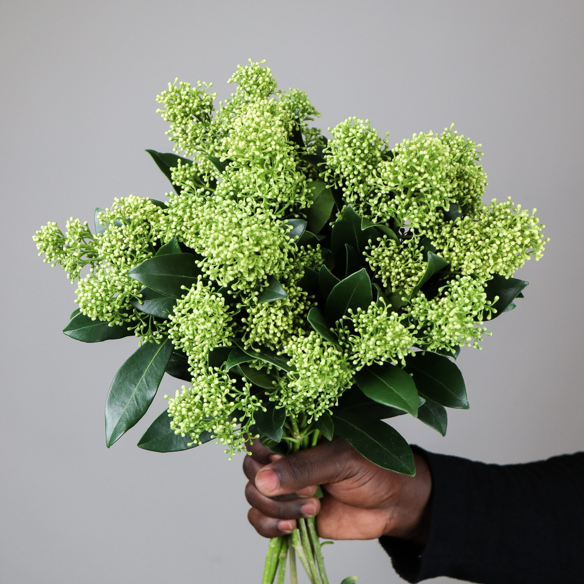 skimmia-green-mayflower-studio