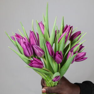 Tulips Bulb (Purple)