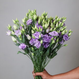 Lisianthus Purple