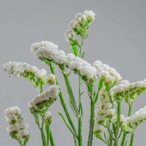 Statice White