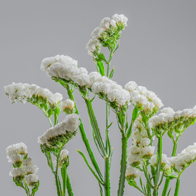 Statice White