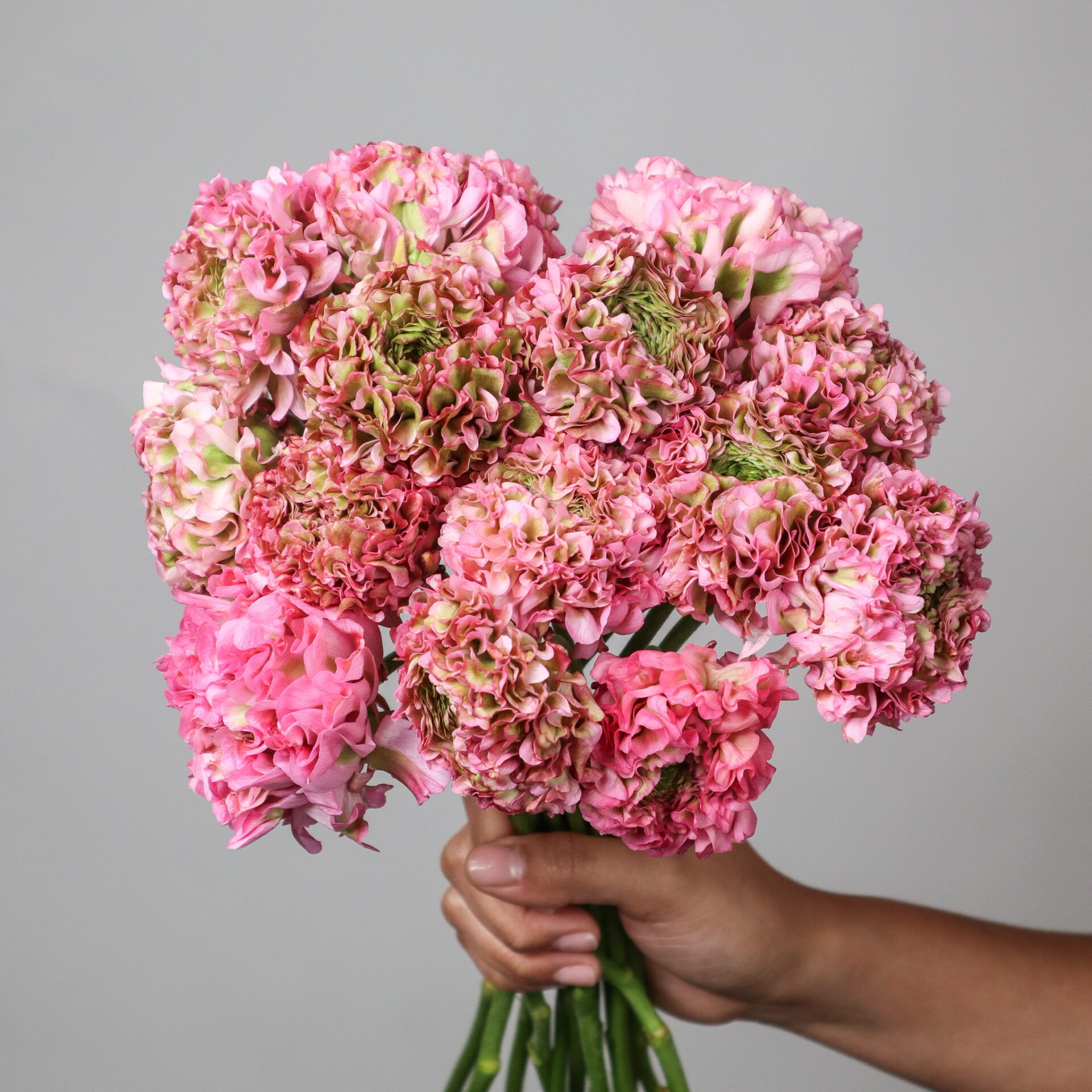 Ranunculus Ponpon Hermione (Pink) - Mayflower Studio