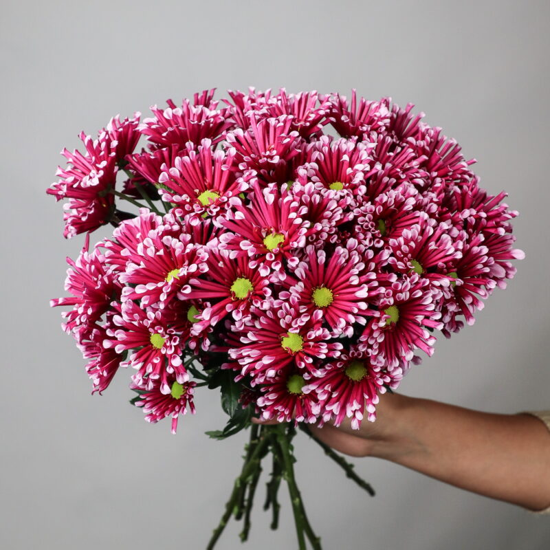 Chrysanthemum Spray Mini - Mayflower Studio