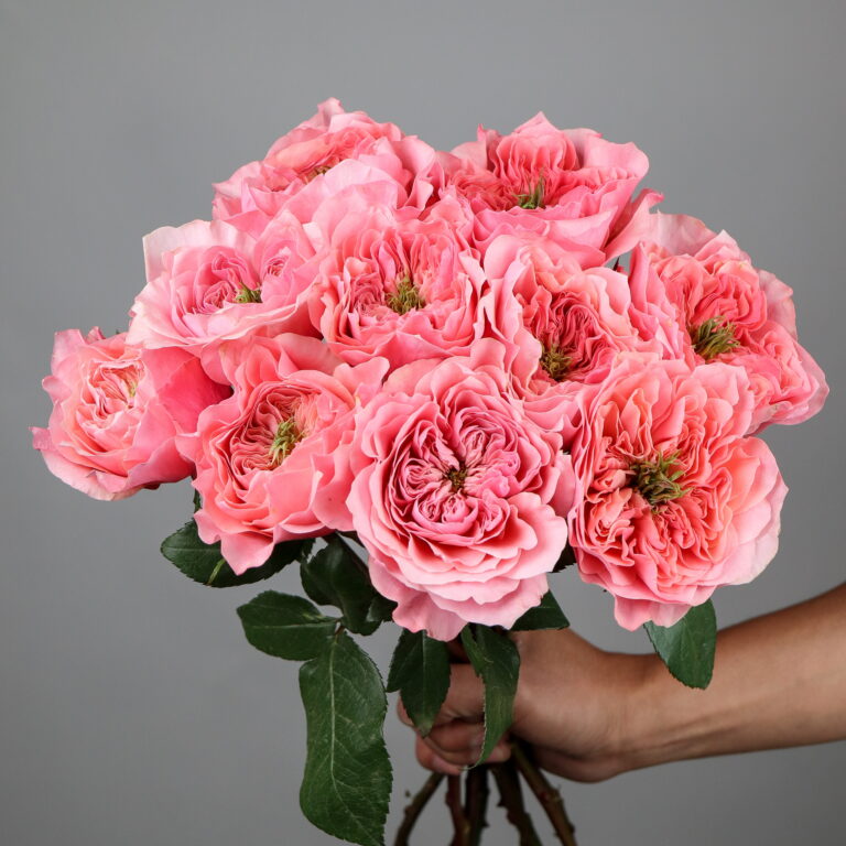 rose-mikoto-mayflower-studio