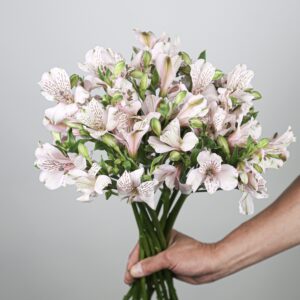 Alstromeria Pink Floyd