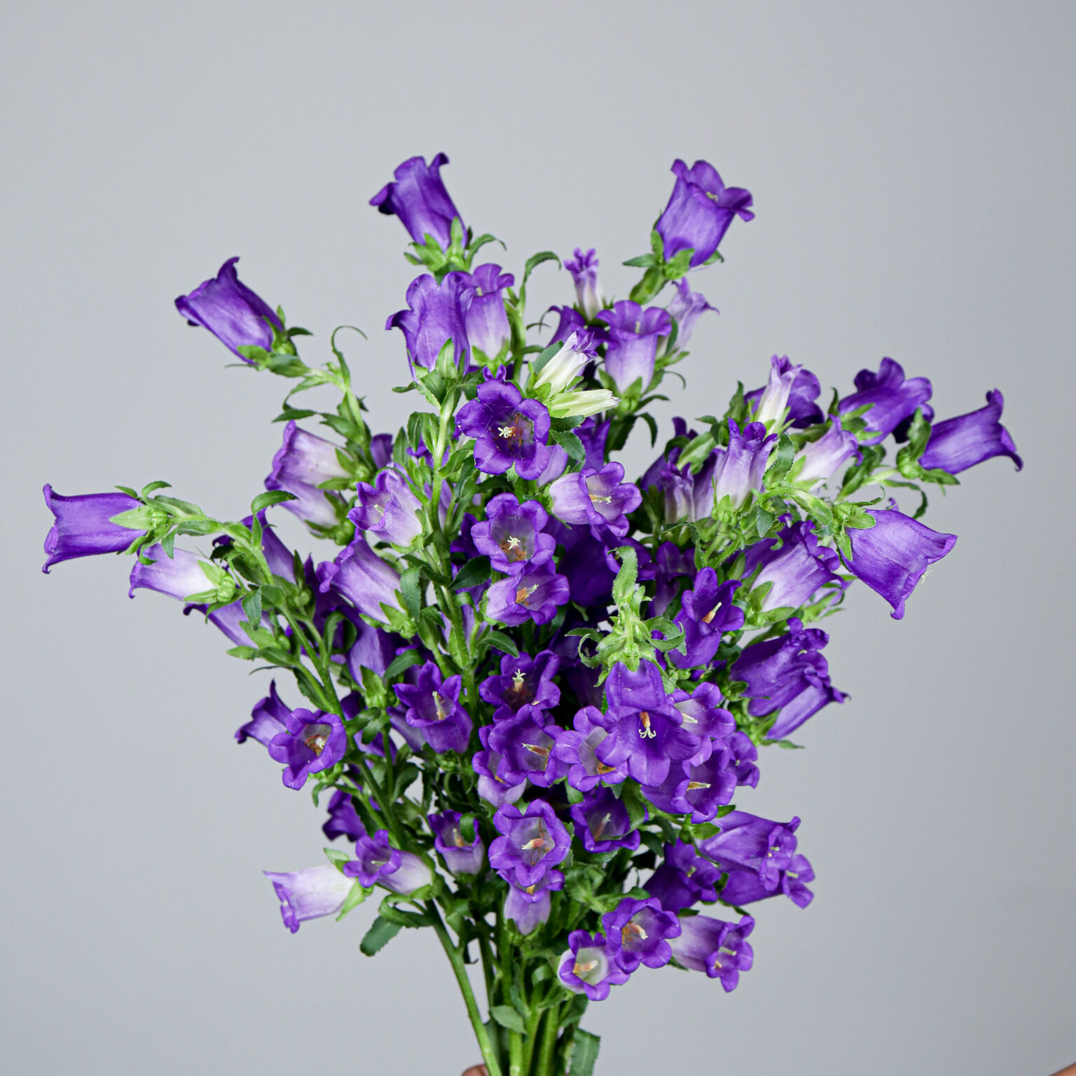 Campanula Champion Blue - Mayflower Studio