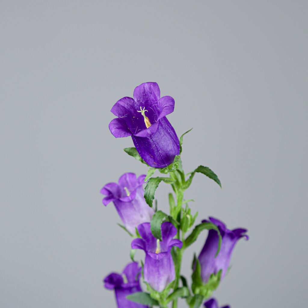 Campanula Champion Blue Mayflower Studio