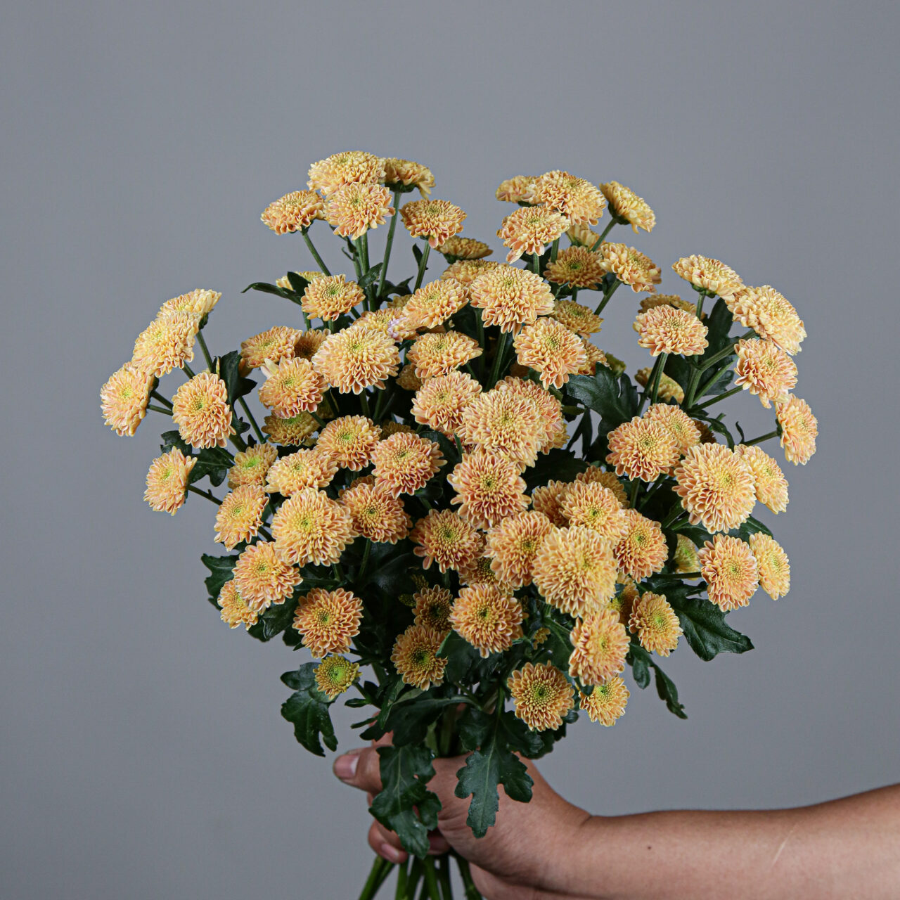 Chrysanthemum Santini Ellison Salmon Mayflower Studio