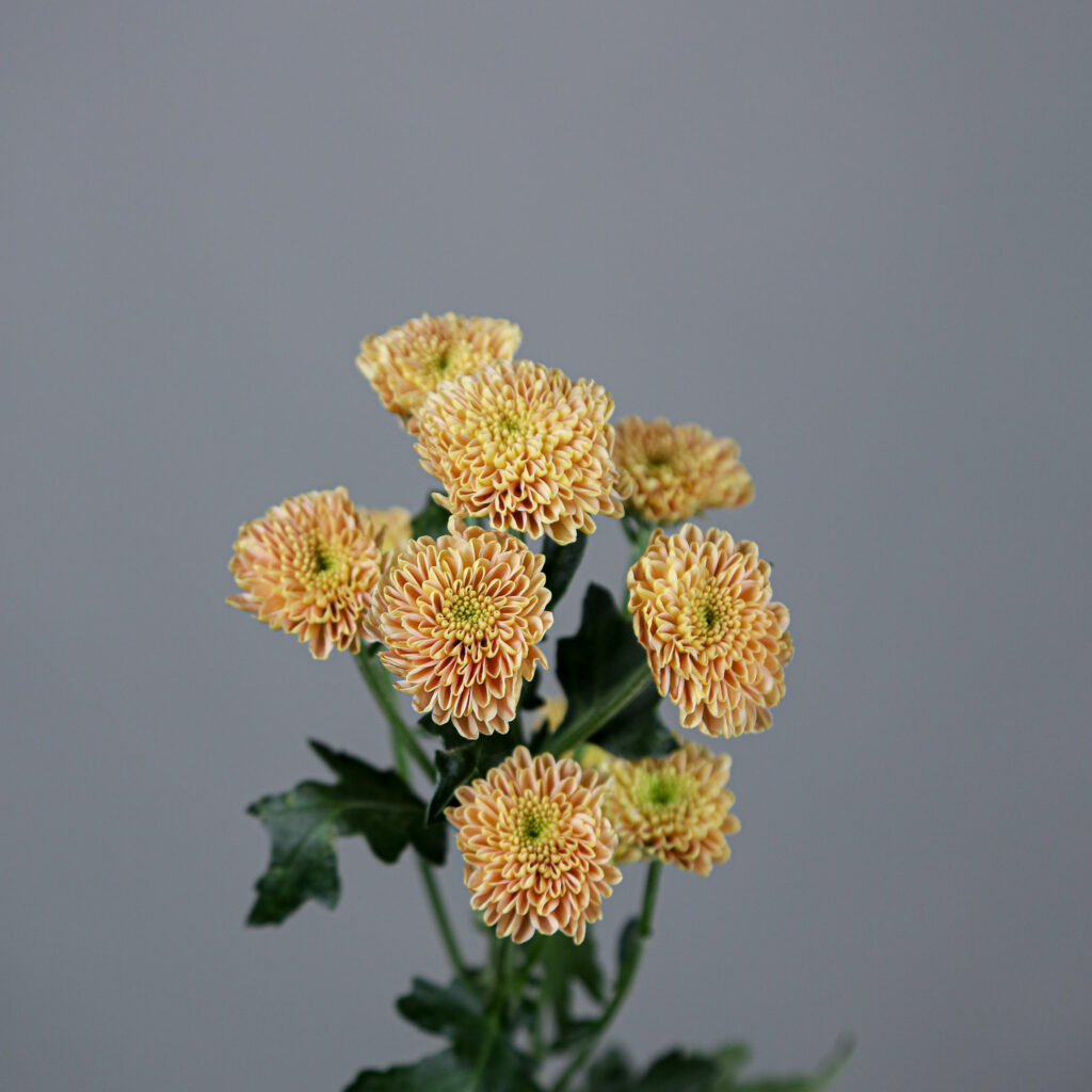 Chrysanthemum Santini Ellison Salmon Mayflower Studio