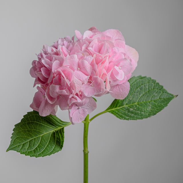 Hydrangea Force Pink