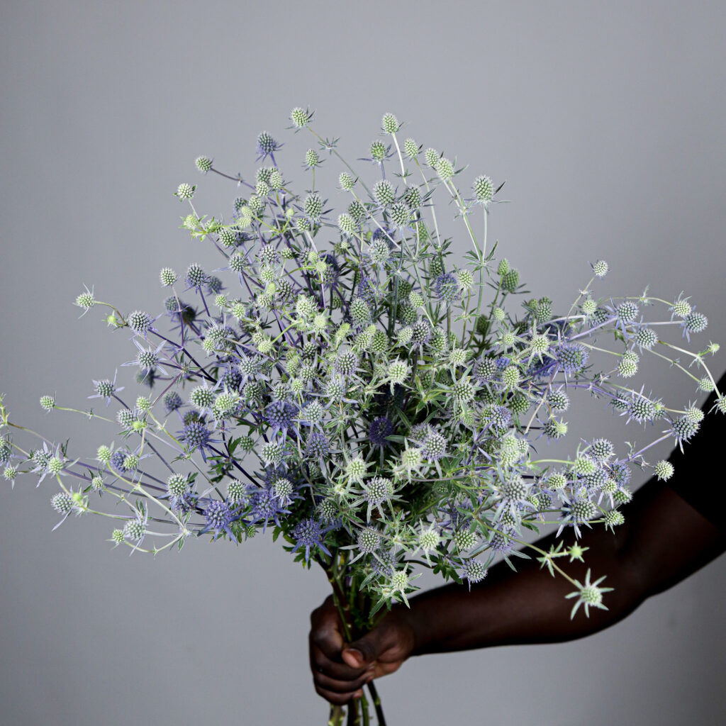 Eryngium Planum Blue Glitter Mayflower Studio
