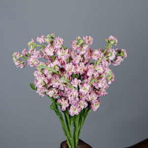 Matthiola Stox Champagne