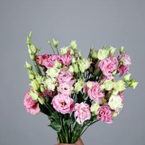Lisianthus Pink
