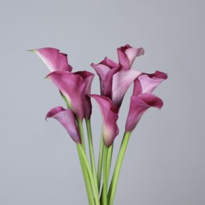 Calla Lilies Captain Romance
