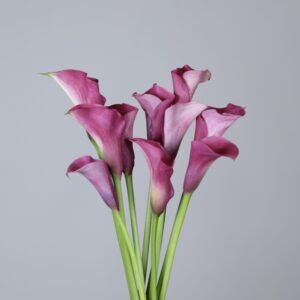 Calla Lilies Captain Romance