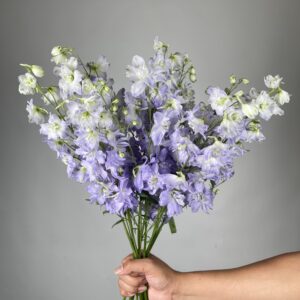 Delphinium Elatum Dewi Impressive Lavender
