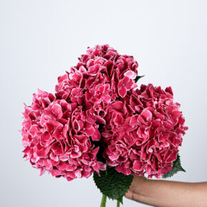 Hydrangea Marical Ruby Glow