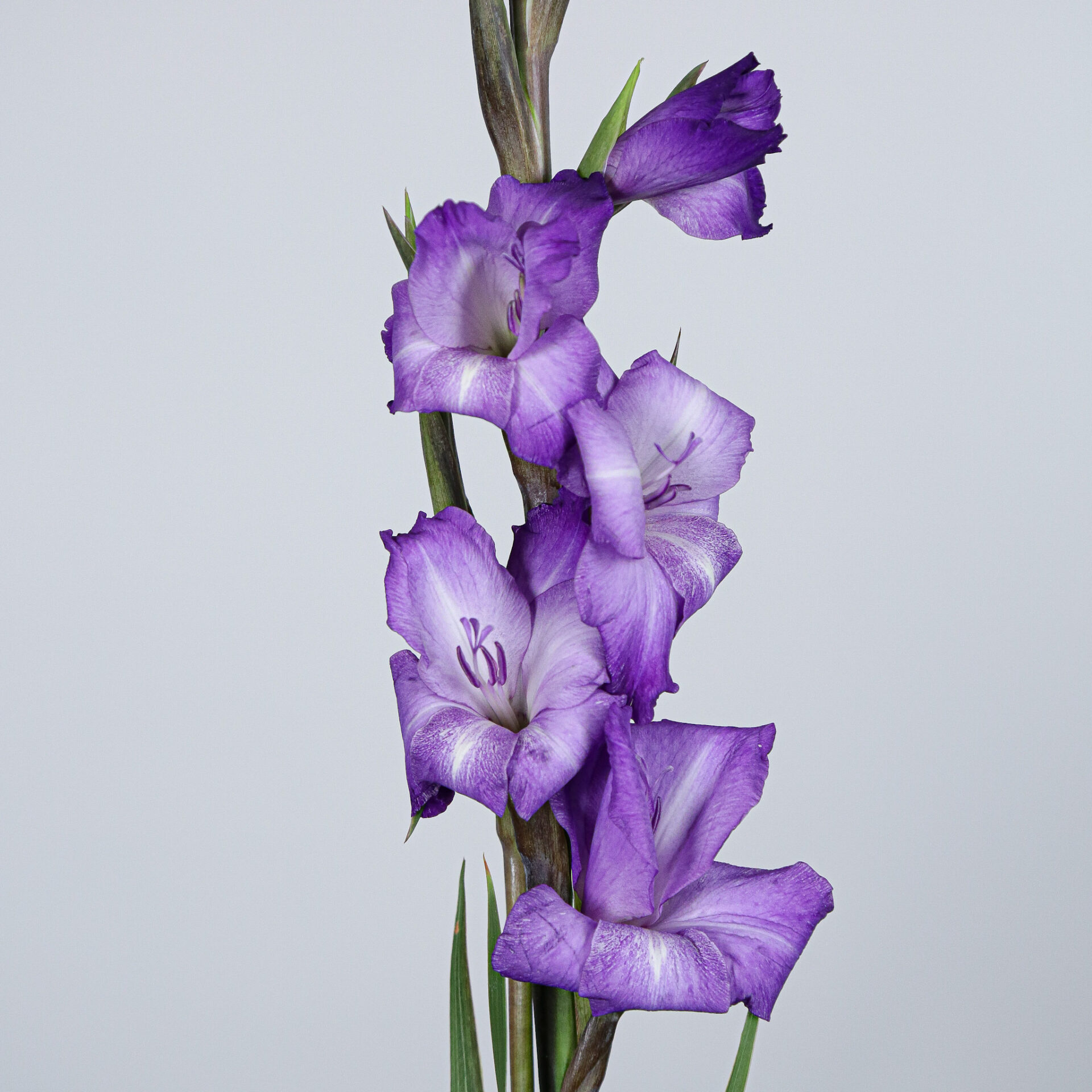 Gladiolus Chemistry (Large-115cm) - Purple - Mayflower Studio