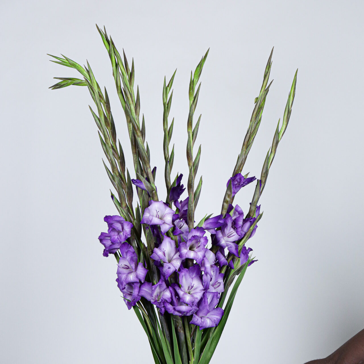 Gladiolus Chemistry (Large-115cm) - Purple - Mayflower Studio