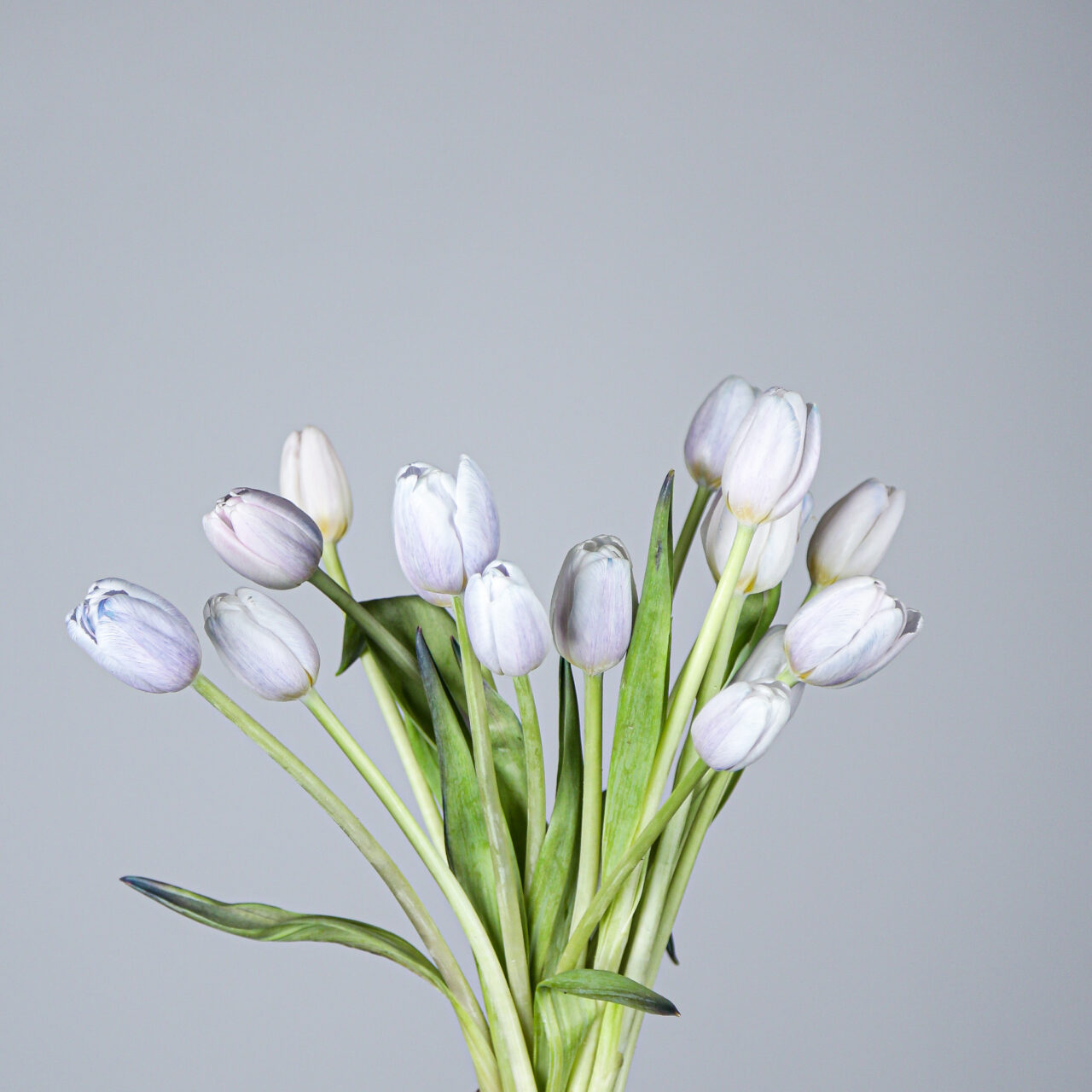 tulip-dyed-blue-maggie-mayflower-studio