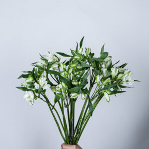 Alstroemeria Virginia