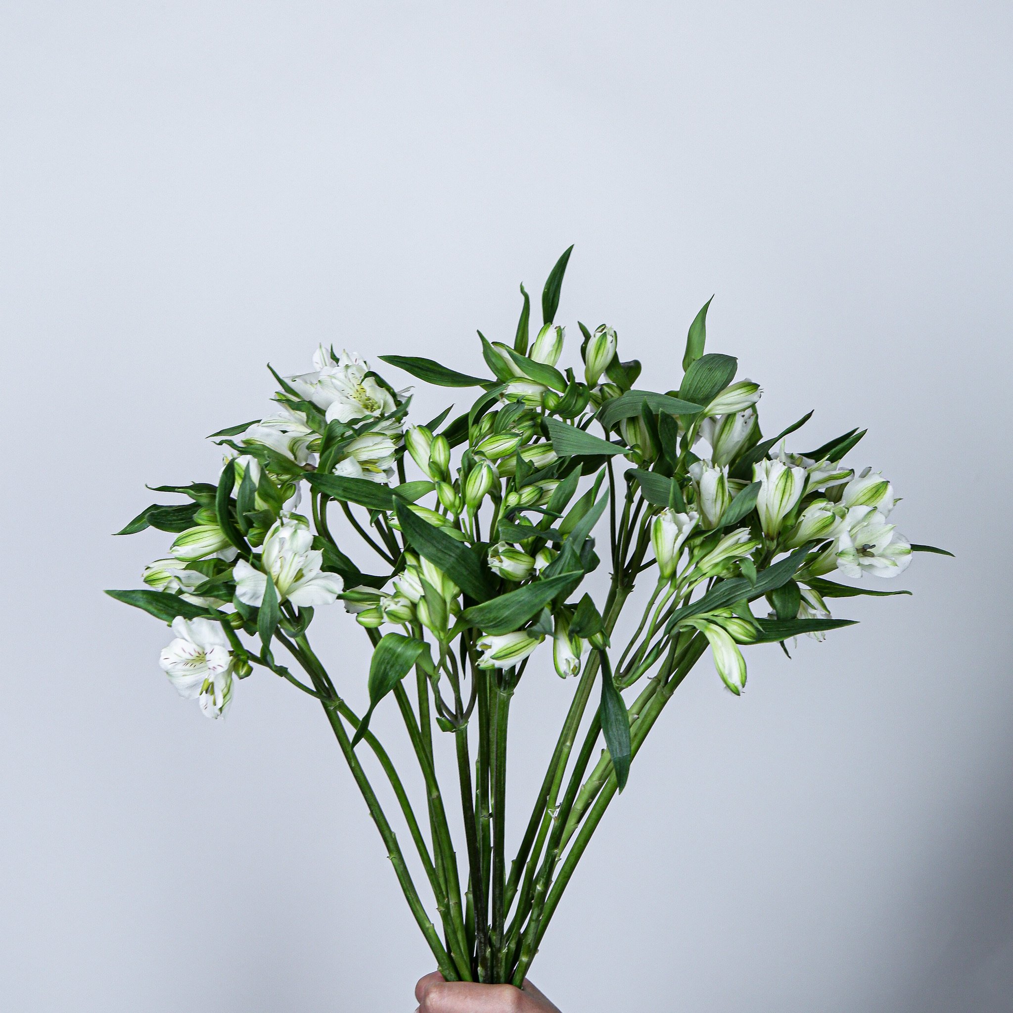 Alstroemeria Virginia