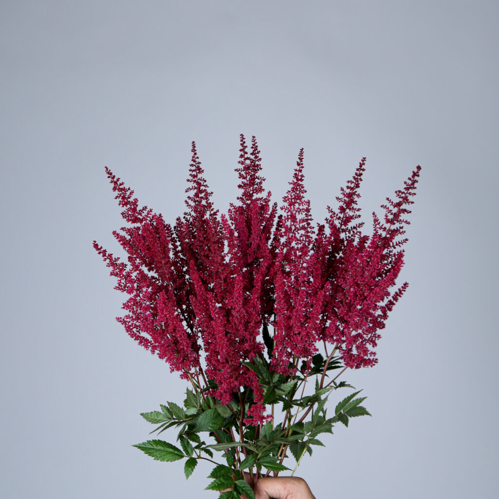 Astilbe Paul Gaarder - Mayflower Studio