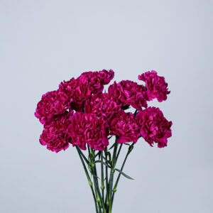Carnation Farida
