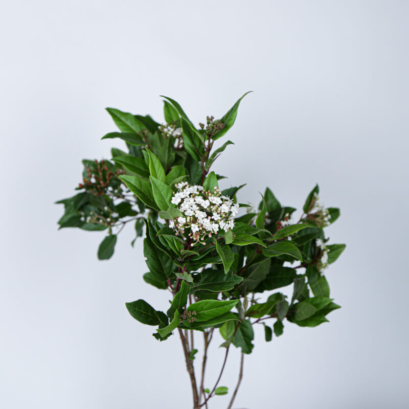 Viburnum Red Spirit Mayflower Studio