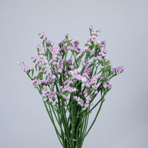 Statice Lucia Lavender