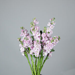 Matthiola Iron Cherry Blossom