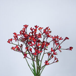 Kangaroo Paws Bush Ruby