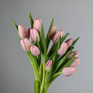 Tulip Bulb (Pink)