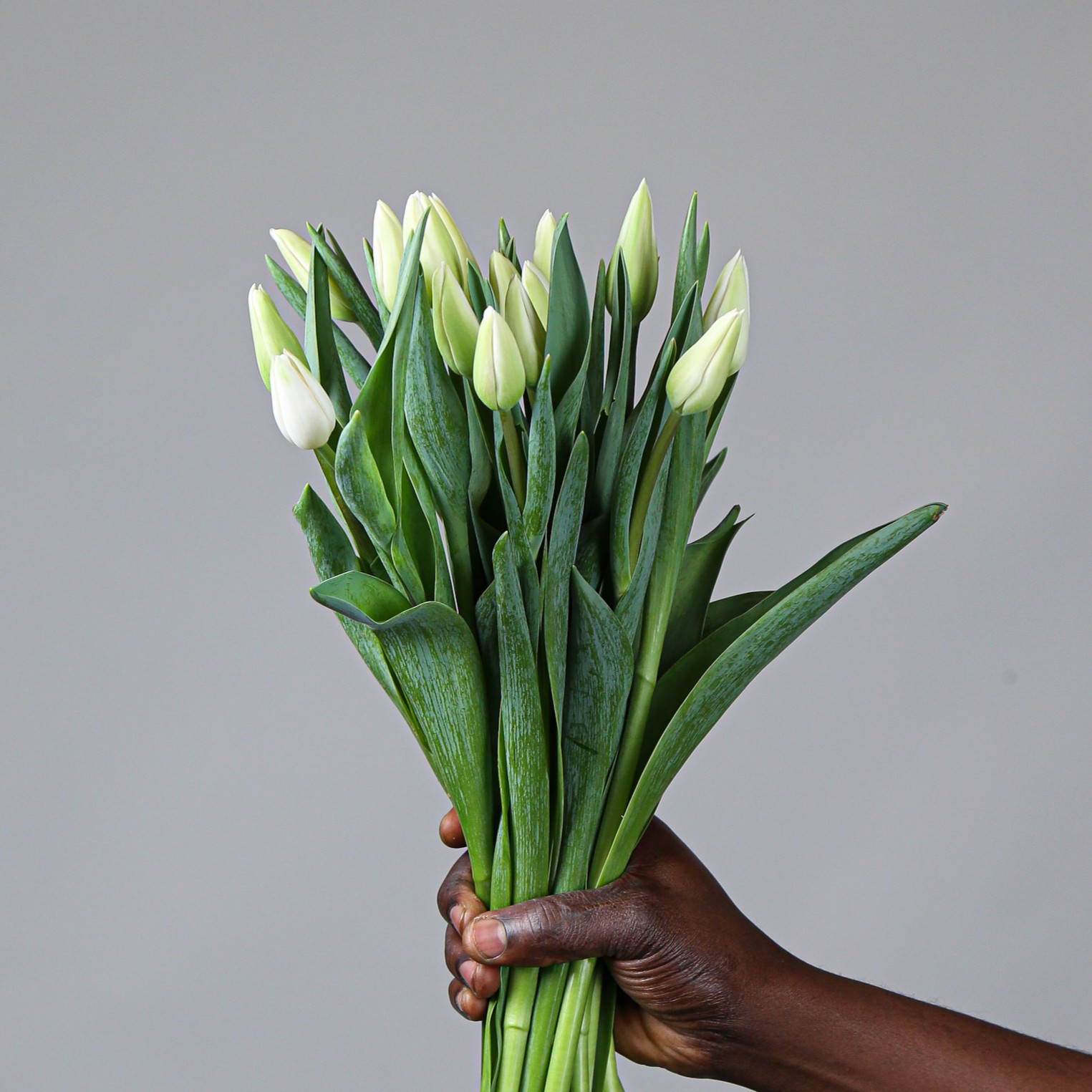 Tulip Bulb (White)
