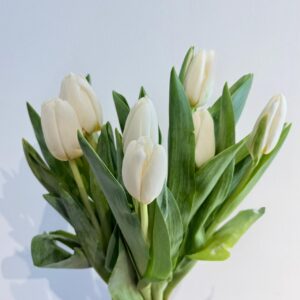 Tulip Bulb (White)