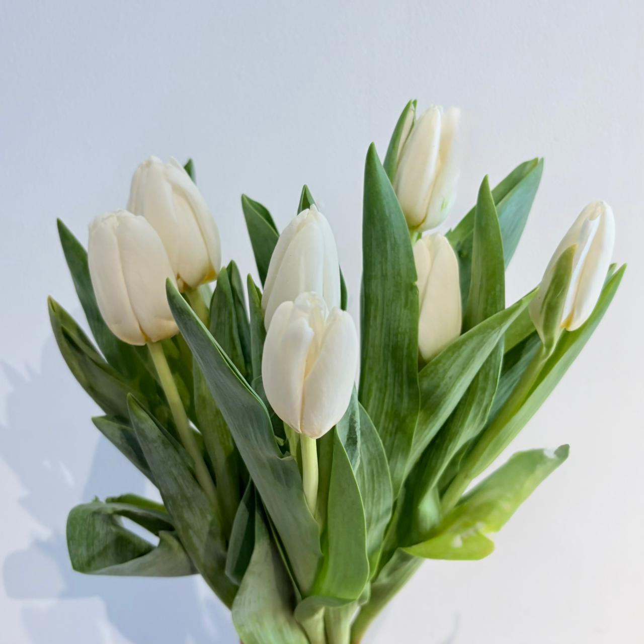 Tulip Bulb (White)