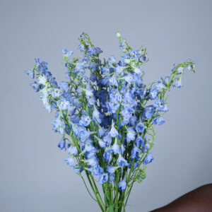 Delphinium En Sky Waltz