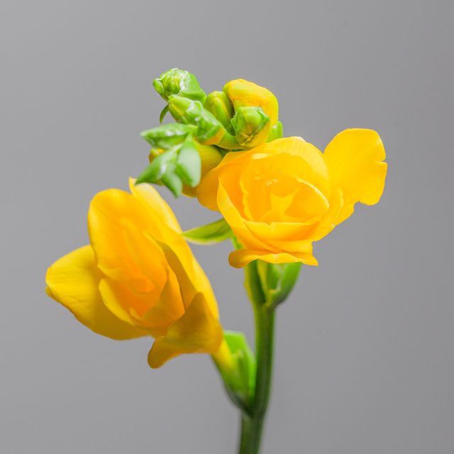 Freesia Yellow
