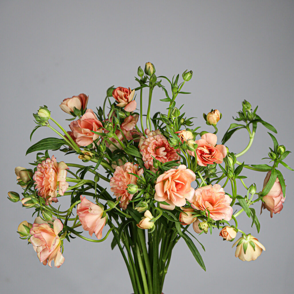 Ranunculus Butterfly Eris - Mayflower Studio