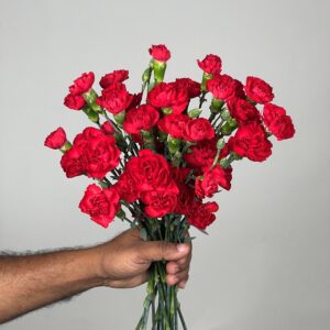 Carnation Spray Red
