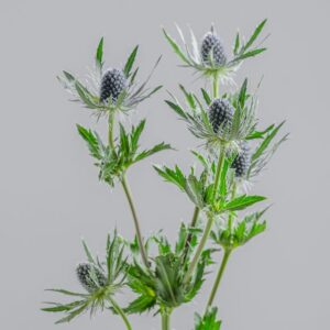 Eryngium Lagoon Blue