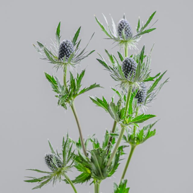 Eryngium Lagoon Blue